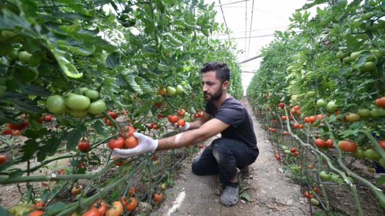 Tarımda üretim planlaması yapılmalı