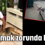 Uyutmak zorunda kaldı