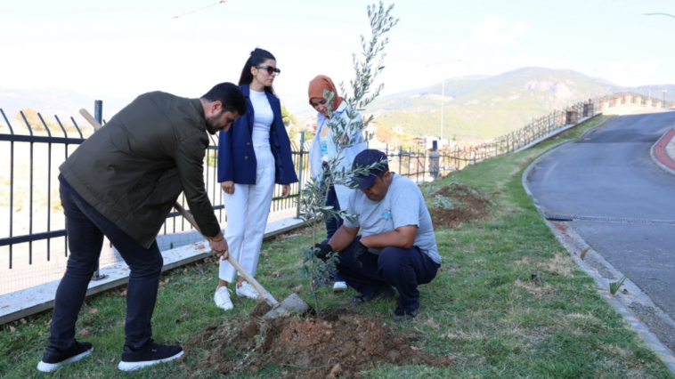 ALKÜ'de boş alanlara zeytin ağacı dikildi