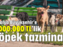 Antalya Büyükşehir'e 2.000.000 TL'lik köpek tazminatı