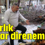 Asırlık çınar direnemedi