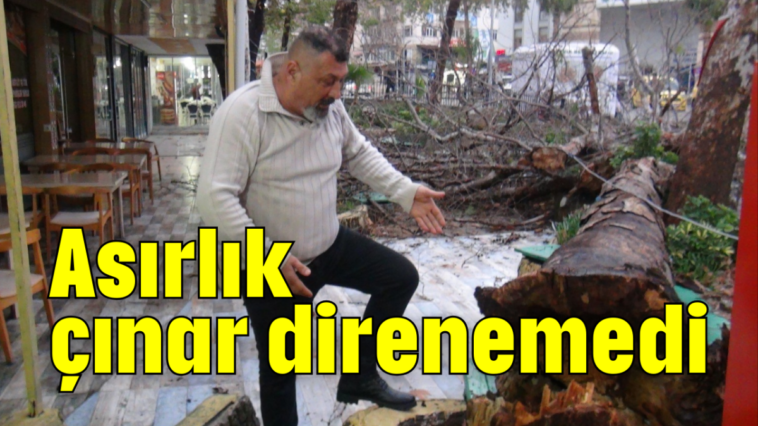 Asırlık çınar direnemedi