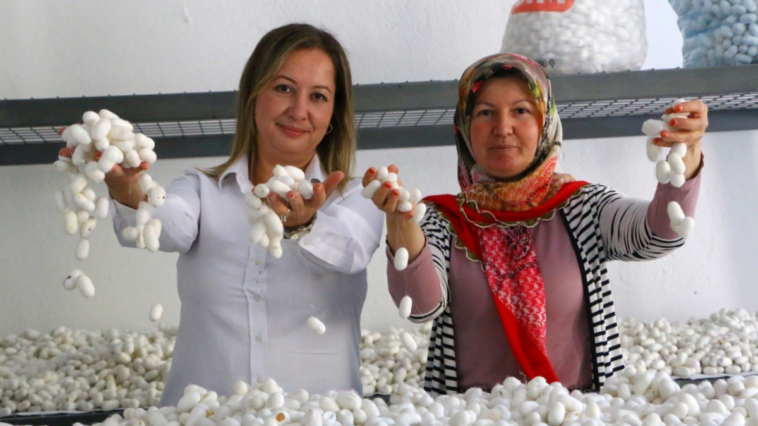 Büyükşehir Belediyesi, Alanya'da ipek böceği yetiştiriciliği kursu düzenledi