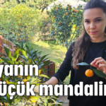 Dünyanın en küçük mandalinası