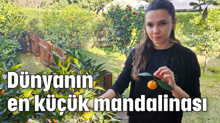 Dünyanın en küçük mandalinası