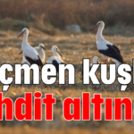 Göçmen kuşlar tehdit altında