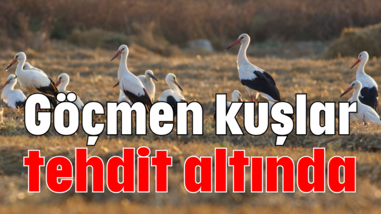 Göçmen kuşlar tehdit altında