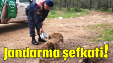 Jandarma şefkati!