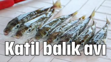 Katil balık avı