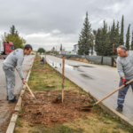 Kepez zeytin ağaçlarıyla yeşilleniyor