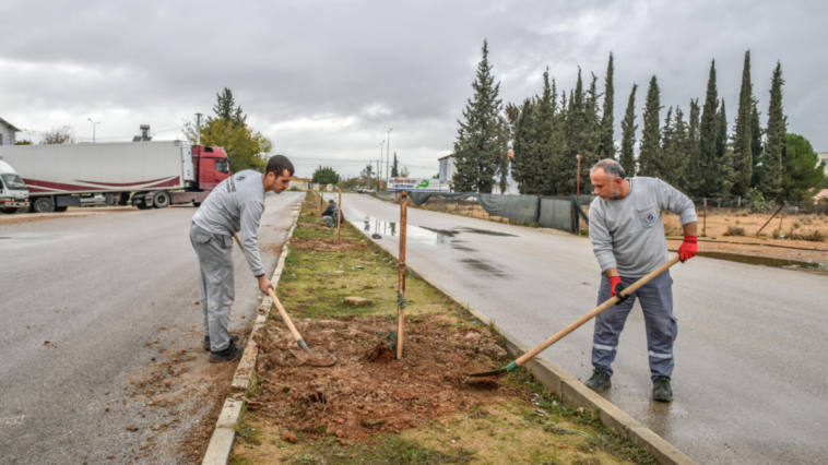 Kepez zeytin ağaçlarıyla yeşilleniyor