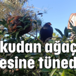 Korkudan ağaç tepesine tünediler