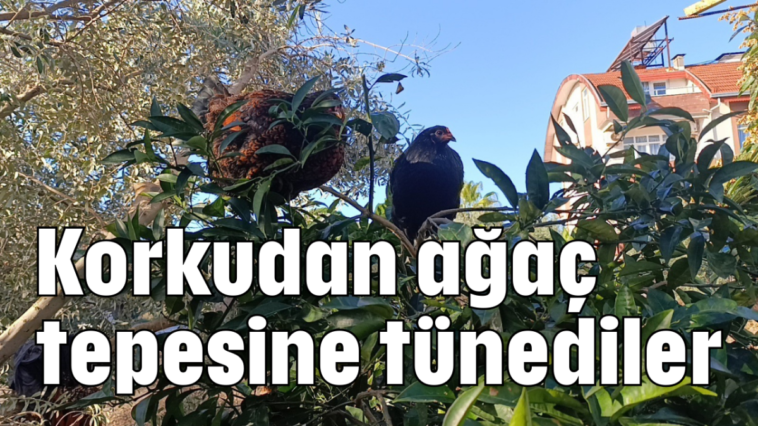 Korkudan ağaç tepesine tünediler