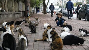 Sokak hayvanlarına iyilik yapmak isterken kötülük yapmayalım