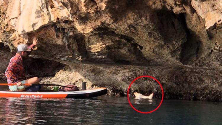 Kürek sörfü yaparken denize düşen tavuğu kurtarıp sahiplendi