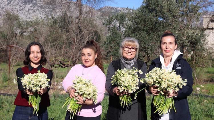 Büyükşehir’in hibe ettiği nergiste hasat zamanı