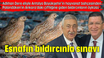 Adlıhan Dere eliyle Antalya Büyükşehir'in hayvanat bahçesinden Palandöken'in Ankara'daki çiftliğine giden bıldırcınların öyküsü: Esnafın bıldırcınla sınavı