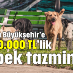 Antalya Büyükşehir'e 2.000.000 TL'lik köpek tazminatı