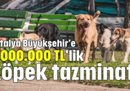 Antalya Büyükşehir'e 2.000.000 TL'lik köpek tazminatı