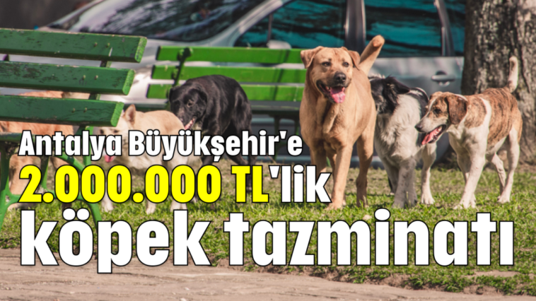 Antalya Büyükşehir'e 2.000.000 TL'lik köpek tazminatı