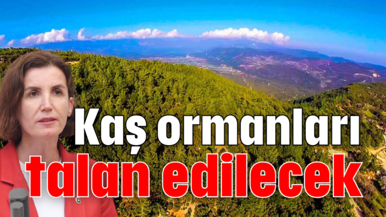 Kaş ormanları talan edilecek