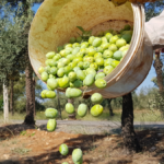 Meyve veren zeytin ağacı sayısı 200 milyonu aştı