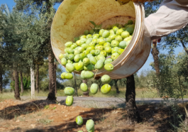 Meyve veren zeytin ağacı sayısı 200 milyonu aştı