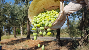 Meyve veren zeytin ağacı sayısı 200 milyonu aştı