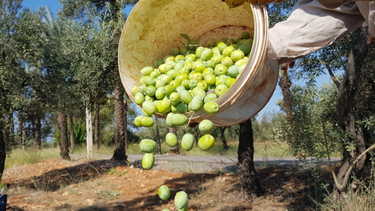 Meyve veren zeytin ağacı sayısı 200 milyonu aştı