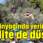 Zeytinyağında verim de kalite de düştü