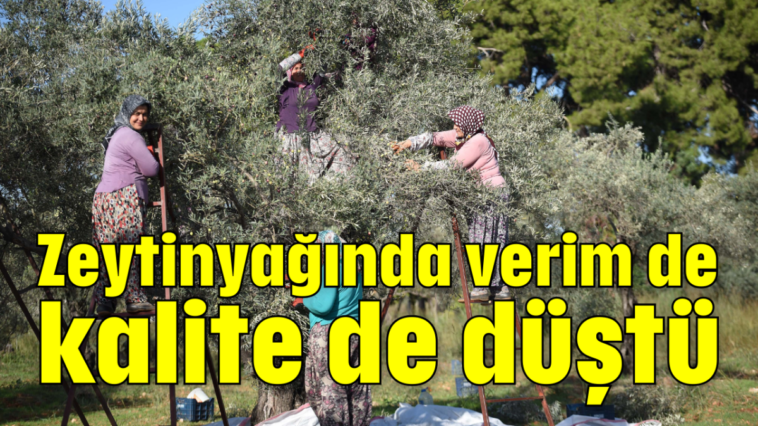 Zeytinyağında verim de kalite de düştü