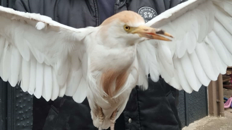 Akseki’de çocuklar yaralı Sığır Balıkçıl kuşu buldu