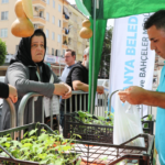 Alanya'da ücretsiz su kabağı fidesi dağıtılacak