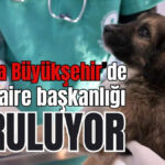 Antalya Büyükşehir'de yeni daire başkanlığı kuruluyor