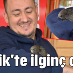 Serik'te ilginç olay