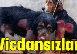Vicdansızlar
